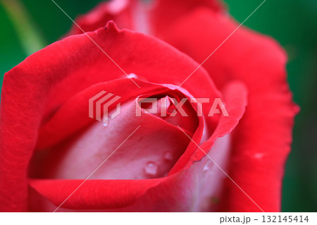 観賞用植物の代表格で多種多様な品種を誇るバラ 132145414