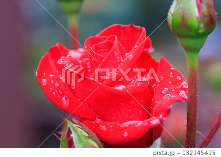 観賞用植物の代表格で多種多様な品種を誇るバラ 132145415