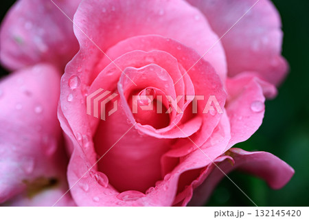 観賞用植物の代表格で多種多様な品種を誇るバラ 132145420