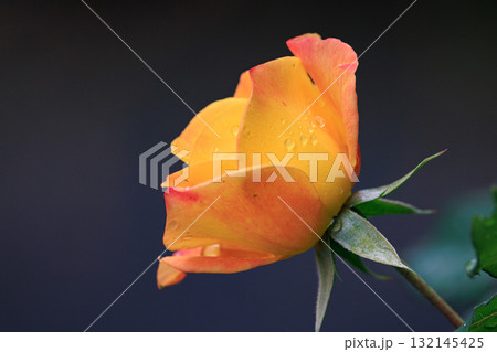 観賞用植物の代表格で多種多様な品種を誇るバラ 132145425