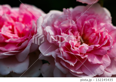 観賞用植物の代表格で多種多様な品種を誇るバラ 132145435