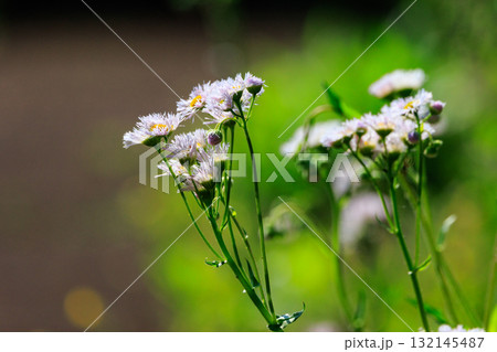 帰化植物で道端や空き地でよく見かける雑草のハルジオン 帰化植物で道端や空き地でよく見かける雑草のハルジオン 132145487