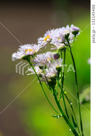 帰化植物で道端や空き地でよく見かける雑草のハルジオン 帰化植物で道端や空き地でよく見かける雑草のハルジオン 132145488