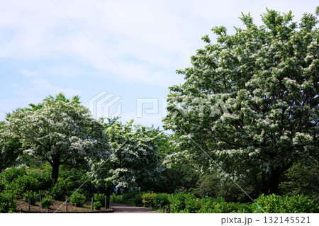 ナンジャモンジャノキと呼ばれるヒトツバタコ 132145521