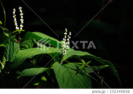 静御前と幽霊が舞う謡曲「二人静」にちなんで名付けられたフタリジスカ 132145638