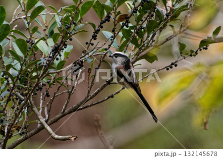 ヒサカキの実を採餌するエナガ 132145678