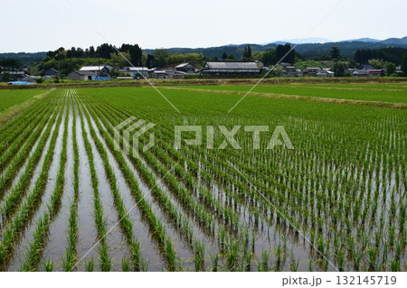 田植え3週間後の水田 132145719