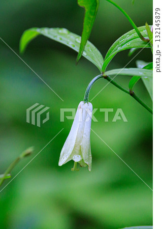 雑木林などの樹間の開けた場所に群生してアマドコロに似た花を咲かせるホウチャクソウ 132145879