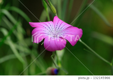 園芸植物として扱われる一方で雑草として麦畑に入ると大きな害のあるムギセンノウ 園芸植物として扱われる一方で雑草として麦畑に入ると大きな害のあるムギセンノウ 132145966