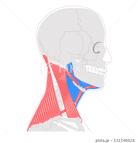Neck anterior triangle chart, detailed boundaries and divisions, submandibular, submental, carotid, muscular triangles Neck anterior triangle chart, detailed boundaries and divisions, submandibular, submental, carotid, muscular triangles 132146028