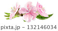 Sakura blossoms and leaves watercolor illustration isolated on white. Soft petals, gentle gradients, light, elegant floral design, perfect for spring patterns, wedding decor, greeting cards, branding. 132146034