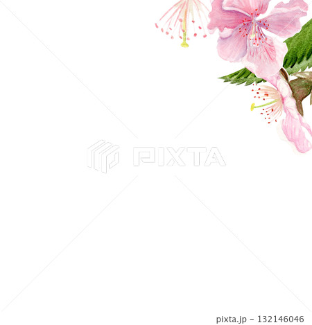 Pink sakura flowers, green leaves watercolor corner composition isolated on white. Spring floral design perfect for invitations, cards, packaging, Japanese themes, botanical backgrounds, pastel tones. 132146046