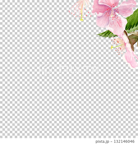 Pink sakura flowers, green leaves watercolor corner composition isolated on white. Spring floral design perfect for invitations, cards, packaging, Japanese themes, botanical backgrounds, pastel tones. 132146046