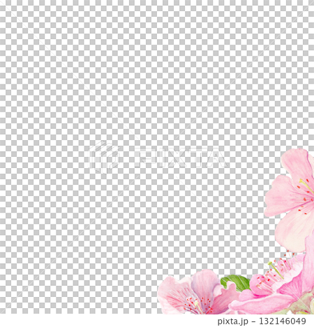 Pink sakura flowers, green leaves watercolor corner composition isolated on white. Spring floral design perfect for invitations, cards, packaging, Japanese themes, botanical backgrounds, pastel tones. 132146049