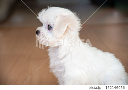 真横を向いたマルチーズ 132146056