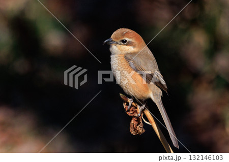 はやにえで有名なモズ 132146103