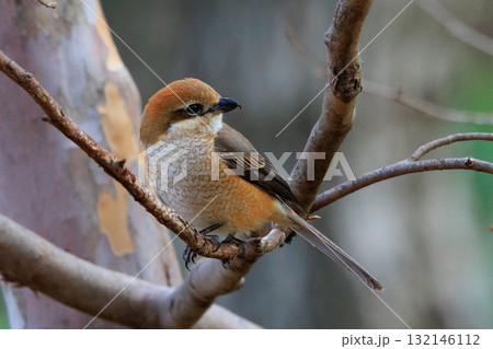 はやにえで有名なモズ 132146112