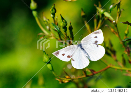 ひらひらと舞う白い妖精 モンシロチョウ ひらひらと舞う白い妖精 モンシロチョウ 132146212