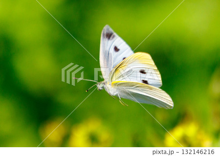 ひらひらと舞う白い妖精 モンシロチョウ ひらひらと舞う白い妖精 モンシロチョウ 132146216