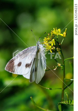 ひらひらと舞う白い妖精 モンシロチョウ ひらひらと舞う白い妖精 モンシロチョウ 132146223