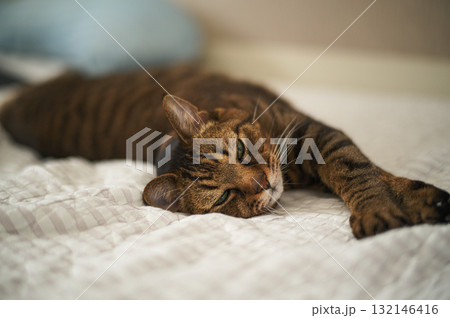 昼寝する猫 昼寝する猫 132146416