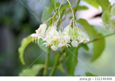 爽やか キダチベゴニアの花 爽やか キダチベゴニアの花 132146466
