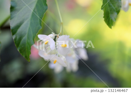 爽やか キダチベゴニアの花 爽やか キダチベゴニアの花 132146467
