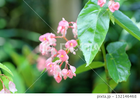 可愛い　キダチベゴニアの花 132146468