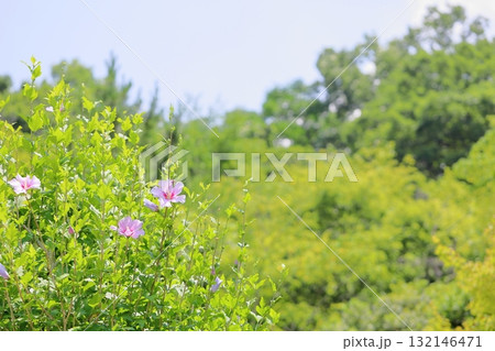 爽やか　ムクゲの花 132146471