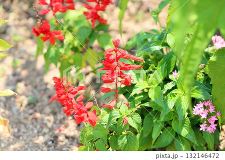 サルビアの花 スプレンデンス サルビアの花 スプレンデンス 132146472