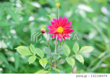 ダリアの花 132146474