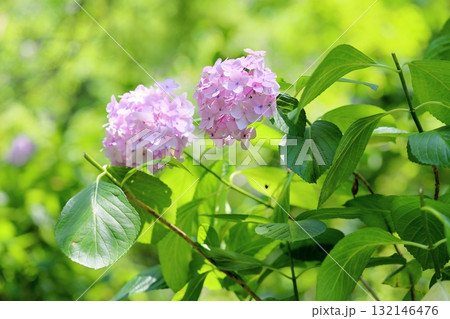 可愛い　アジサイの花 132146476