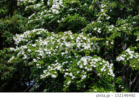 類似した果実でも毒性のあるハナミズキとは異なって食べられるヤマボウシ 132146492