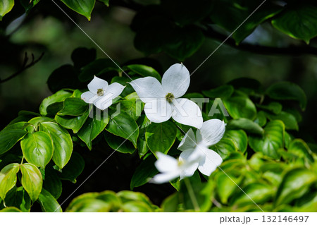 類似した果実でも毒性のあるハナミズキとは異なって食べられるヤマボウシ 132146497