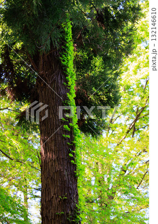 癒やしの緑 癒やしの緑 132146610