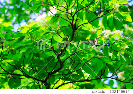 癒やしの緑 132146614