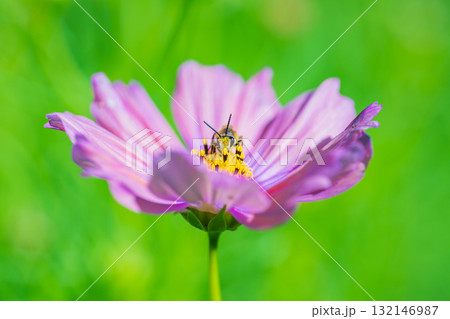 秋桜の花に飛来したミツバチ 132146987