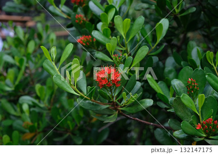 Red flower Mangrove tree (Lumnitzera littorea) 132147175