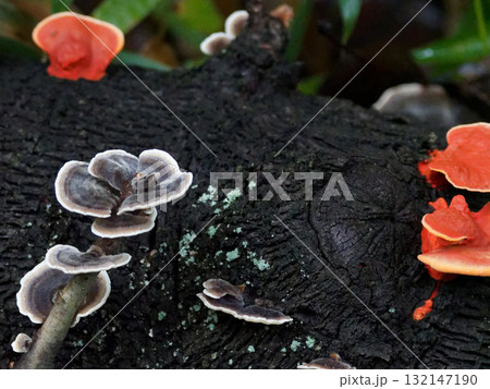 白色腐朽菌ヒイロダケ、カワラタケ群生 132147190