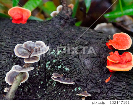 白色腐朽菌ヒイロダケ、カワラタケ群生 132147191