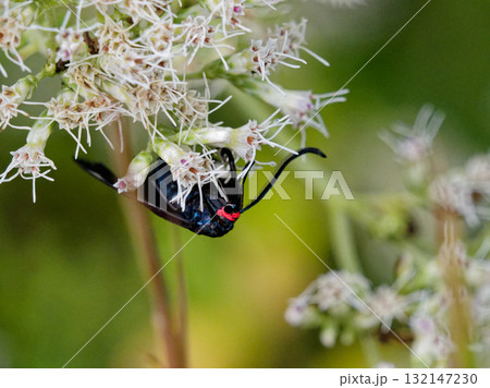 キク科ヒヨドリバナ訪花昆虫　マダラガ科ホタルガ 132147230