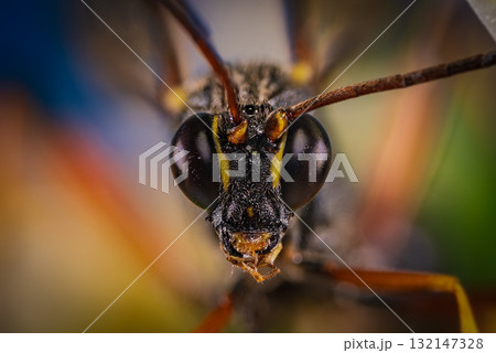トガリヒメバチ（クローズアップ） 132147328