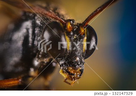 トガリヒメバチ（クローズアップ） 132147329