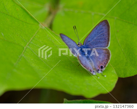 葉の上に止まるシジミチョウ科ウラナミシジミ♂ 132147360