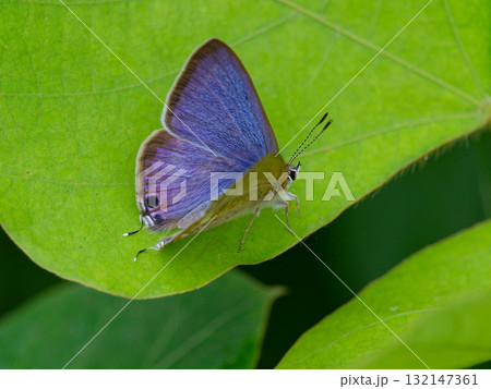 葉の上に止まるシジミチョウ科ウラナミシジミ♂ 132147361
