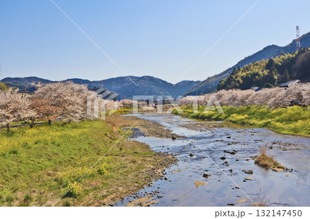 福岡県みやこ町の今川沿いの桜並木と河川敷に咲く菜の花 福岡県みやこ町の今川沿いの桜並木と河川敷に咲く菜の花 132147450