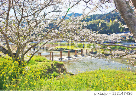 福岡県みやこ町今川にかかる沈下橋と桜並木や菜の花 福岡県みやこ町今川にかかる沈下橋と桜並木や菜の花 132147456