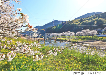 桜や菜の花が咲く福岡県みやこ町今川の春の風景 桜や菜の花が咲く福岡県みやこ町今川の春の風景 132147458