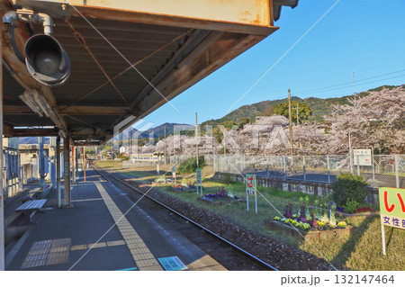 桜咲く福岡県田川郡のJR九州日田彦山線香春駅ホーム 132147464