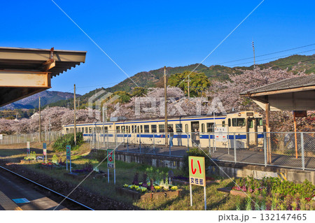 桜咲く福岡県田川郡のJR九州日田彦山線香春駅と列車 132147465